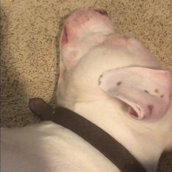 Meet your Posher, Christopher - Picture 1 of 4